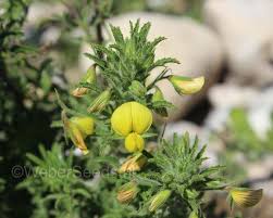 Attēlu rezultāti vaicājumam “Ononis arvensis bud”