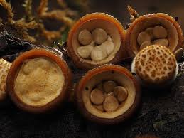 Attēlu rezultāti vaicājumam “Crucibulum laeve”