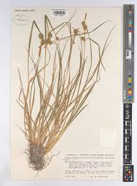 Attēlu rezultāti vaicājumam “Carex lepidocarpa”