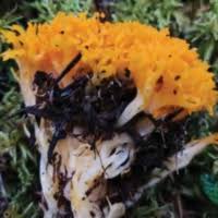 Attēlu rezultāti vaicājumam “Anomoporia bombycina”