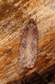 Attēlu rezultāti vaicājumam “Agonopterix heracliana”