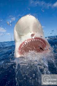 Image result for Carcharhinus galapagensis