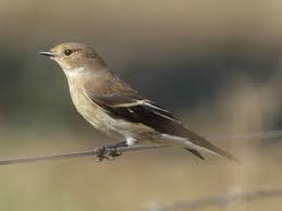 Attēlu rezultāti vaicājumam “Ficedula hypoleuca juvenile”