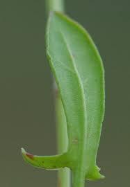 Attēlu rezultāti vaicājumam “Rumex acetosella leaf”