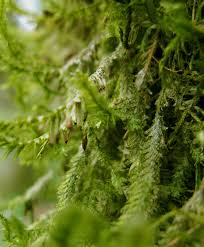 Attēlu rezultāti vaicājumam “Neckera pennata”