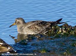 Attēlu rezultāti vaicājumam “Calidris maritima”