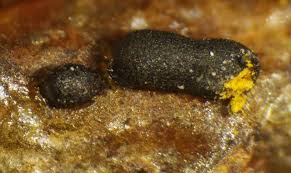 Attēlu rezultāti vaicājumam “Trichia alpina”