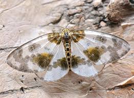 Attēlu rezultāti vaicājumam “Abraxas sylvata”