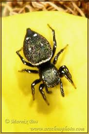 Attēlu rezultāti vaicājumam “Heliophanus sp.”