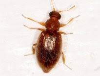 Attēlu rezultāti vaicājumam “Latridiidae”