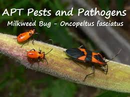 Attēlu rezultāti vaicājumam “Adomerus biguttatus”