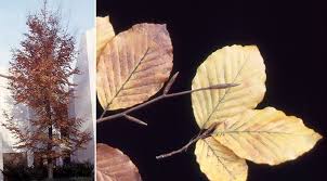 Attēlu rezultāti vaicājumam “Fagus sylvatica fo. purpurea female flower”
