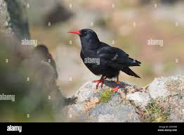 Image result for Pyrrhocorax pyrrhocorax