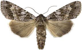 Attēlu rezultāti vaicājumam “Eurois occulta”