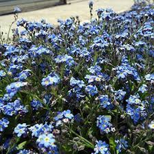 Image result for Myosotis sylvatica