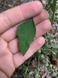 Attēlu rezultāti vaicājumam “Chenopodium polyspermum var. acutifolium”