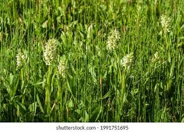 Attēlu rezultāti vaicājumam “Dactylorhiza ochroleuca”