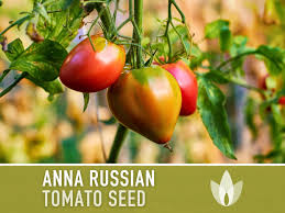 Afbeeldingsresultaat voor anna russian tomato