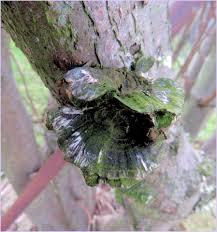 Attēlu rezultāti vaicājumam “Encoelia furfuracea”