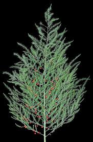 Attēlu rezultāti vaicājumam “Asparagus officinalis fruit”