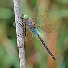 Attēlu rezultāti vaicājumam “Anax parthenope”