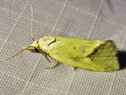 Attēlu rezultāti vaicājumam “Agapeta hamana”