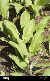 Attēlu rezultāti vaicājumam “Inula helenium leaf”