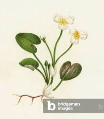 Attēlu rezultāti vaicājumam “Hydrocharis morsus-ranae flower”