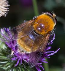 Attēlu rezultāti vaicājumam “Arctophila superbiens”