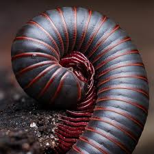 Attēlu rezultāti vaicājumam “Stemonitis flavogenita macro”