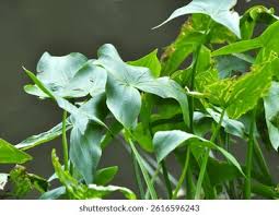 Attēlu rezultāti vaicājumam “Sagittaria sagittifolia leaf”