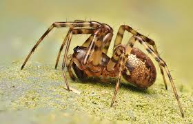 Attēlu rezultāti vaicājumam “Neriene montana”