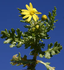Attēlu rezultāti vaicājumam “Senecio vernalis leaf”