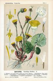 Attēlu rezultāti vaicājumam “Tussilago farfara”