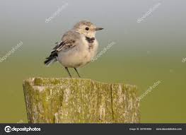 Attēlu rezultāti vaicājumam “Motacilla alba juvenile”