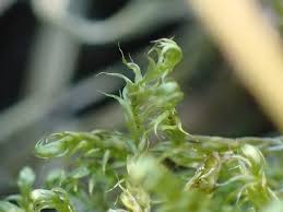 Attēlu rezultāti vaicājumam “Gymnostomum calcareum macro”