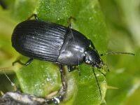 Attēlu rezultāti vaicājumam “Omophron limbatum”