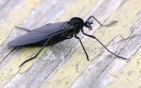 Attēlu rezultāti vaicājumam “Bibionidae female”