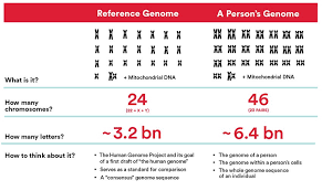 Image result for genome sizes