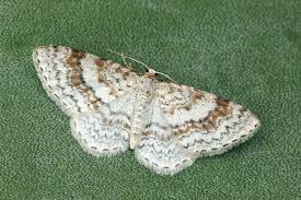 Attēlu rezultāti vaicājumam “Hydrelia sylvata”