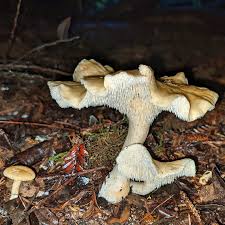 Attēlu rezultāti vaicājumam “Hydnum repandum”