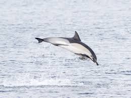 Image result for Delphinus delphis