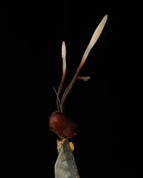 Attēlu rezultāti vaicājumam “Typhula erythropus”