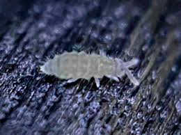 Attēlu rezultāti vaicājumam “Collembola”