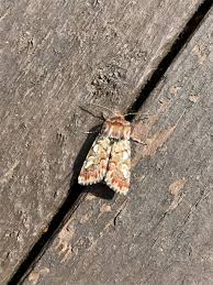 Attēlu rezultāti vaicājumam “Panolis flammea”