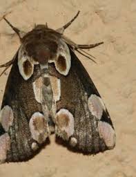 Attēlu rezultāti vaicājumam “Thyatira batis imago”