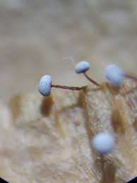 Attēlu rezultāti vaicājumam “Physarum gravidum”