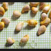 Attēlu rezultāti vaicājumam “Blysmus compressus fruit”