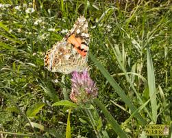 Attēlu rezultāti vaicājumam “Vanessa cardui”