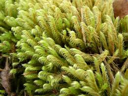 Attēlu rezultāti vaicājumam “Philonotis calcarea”